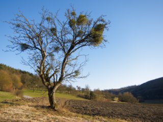 20110307_doerzbach_238