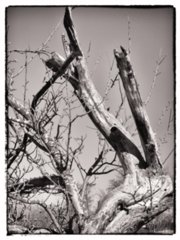 20110307_doerzbach_229-bearb-bw