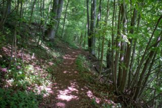 20120514_mistlau_009