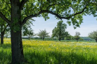 20120514_mistlau_113