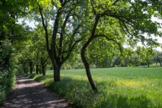 20120514_mistlau_116