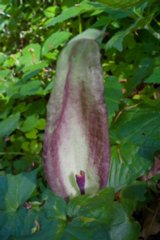20120514_mistlau_145