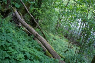 20120514_mistlau_147