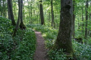 20120514_mistlau_166