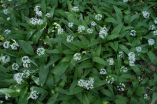 20120514_mistlau_168