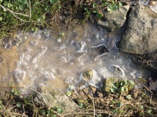 20110308_schoental_042