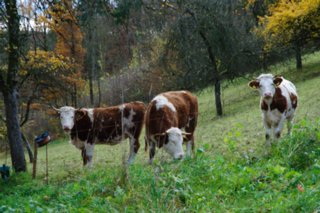 20101105_jagsttal_006