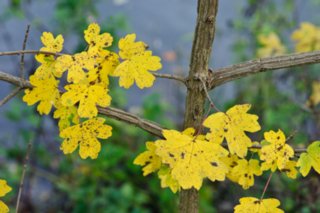 20101105_jagsttal_056