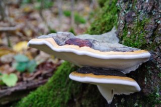 20101105_jagsttal_316