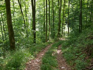 20110523_unterregenbach_011