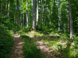 20110523_unterregenbach_012