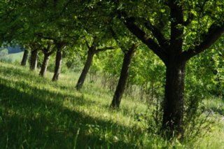 20110523_unterregenbach_100