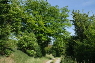 20110523_unterregenbach_107