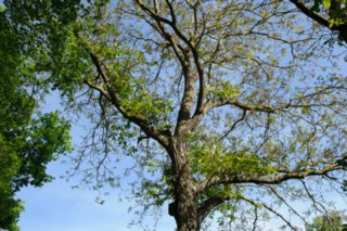 20110523_unterregenbach_109