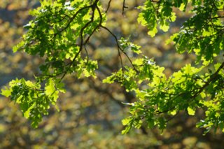 20110523_unterregenbach_116