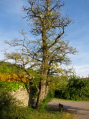 20110523_unterregenbach_167