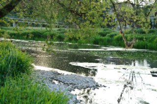 20110523_unterregenbach_179