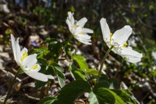 20120402_braunsbach-doettingen_024