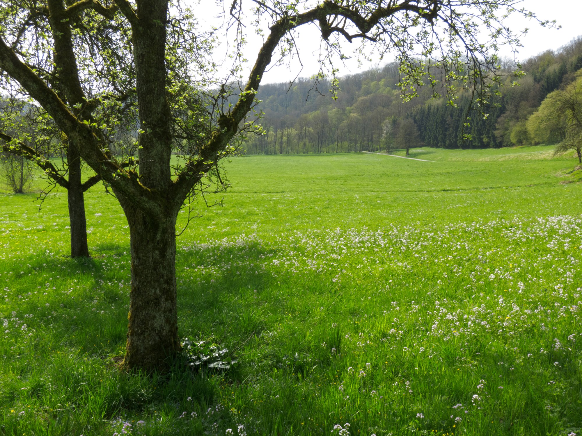 20110411_geyersburg_049 Wiesenlandschaft im Kochertal. - Wanderung von Obermünkheim über den Lindenhof zur Archebrücke. Von dort zur Ruine Eichenhaldenkelter und über die Schleifbachklinge nach Sülz. Von Sülz zur Ruine Geyersburg und über den Lindenhof wieder zurück nach Obermünkheim.