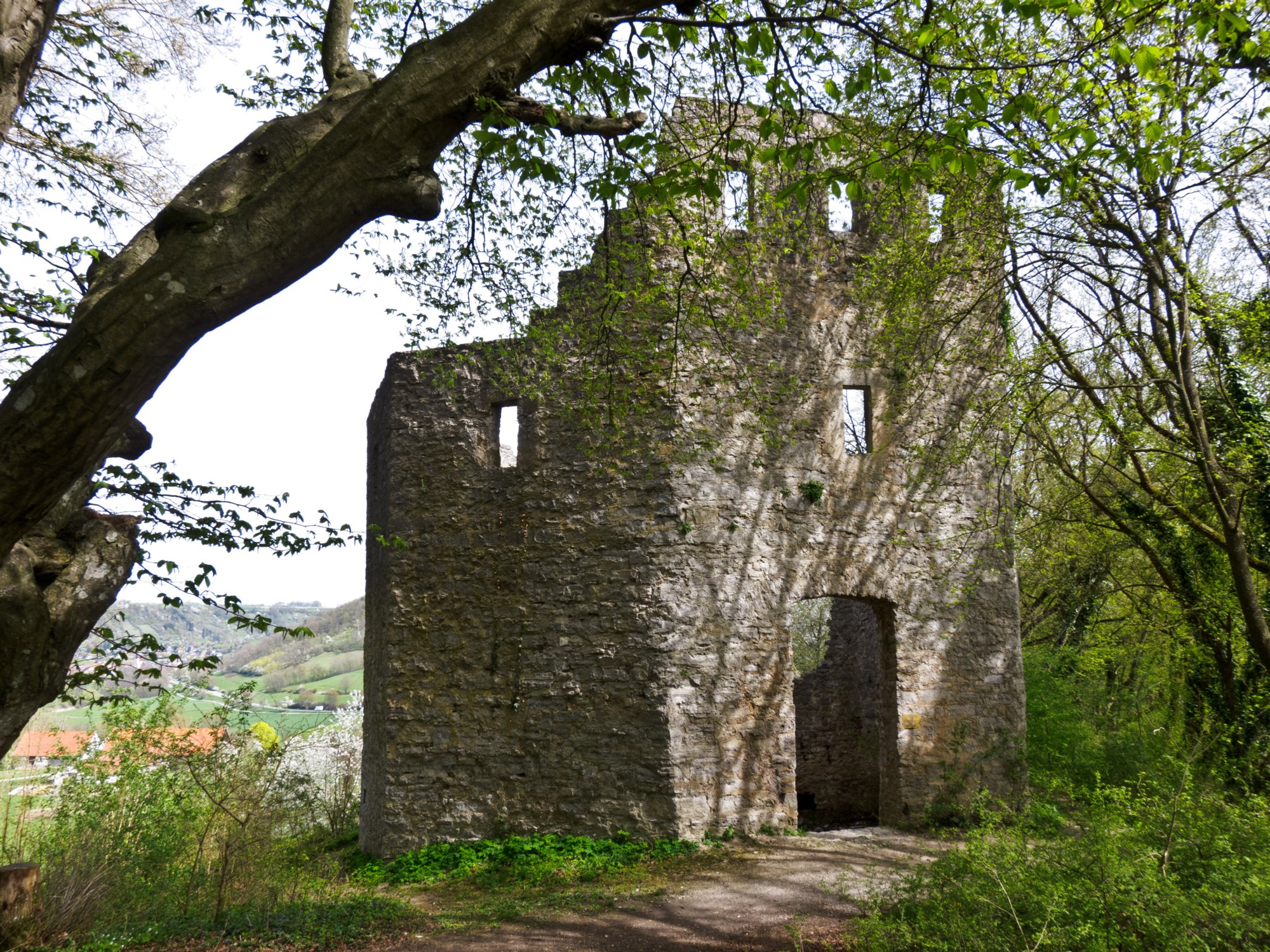 Ruine Geyersburg Die Geyersburg liegt auf einem dort schon sehr schmalen, im Ostnordosten nach etwa 500 Meter auslaufenden Bergrücken in einer Höhe von ungefähr 325 m ü. NN links oberhalb des Kochertals ... Die Höhenburg wurde 1391 von der Familie Feldner (Veldner) erbaut, 1402 wird ein Hans Feldner, genannt Geyer, urkundlich erwähnt in der Verbindung mit Ulrich von Hohenlohe und dem Lehen der Feste Geyersburg. Danach gelangte die Burg an die Stadt Hall, die sie 1406 an Rudolf von Münkheim verkaufte. Dieser verlor die Burg aus finanziellen Gründen, und so gelangte sie ins Lehen Haller Bürger. Ob die Burg zerstört wurde oder verfiel, ist ungeklärt. Nach dem Aussterben der Herren von Münkheim 1507 verlor sie an Bedeutung. Im Bauernkrieg versteckte sich ein Bauernhaufen in der Feste, die damals Gartenheuslin genannt wurde. 1982 wurde die Ruine saniert und ist frei zugänglich ... Die Burganlage verfügte über einen teilweise noch erhaltenen dreistöckigen Wohnturm (aus Muschelkalksteinen gemauert) mit oktogonalem Grundriss und 1,5 Meter starken Mauern sowie ein Kellergeschoss, das über eine Steintreppe zu erreichen war. In der Außenmauer sind schartenartige Öffnungen und im Obergeschoss große rechteckige Fenster mit Sitznischen zu sehen. Weiter verfügte die Anlage über Abschnittsgräben und eine Schildmauer. Quelle: http://de.wikipedia.org/wiki/Burgruine_Geyersburg- -Wanderung von Obermünkheim über den Lindenhof zur Archebrücke. Von dort zur Ruine Eichenhaldenkelter und über die Schleifbachklinge nach Sülz. Von Sülz zur Ruine Geyersburg und über den Lindenhof wieder zurück nach Obermünkheim.
