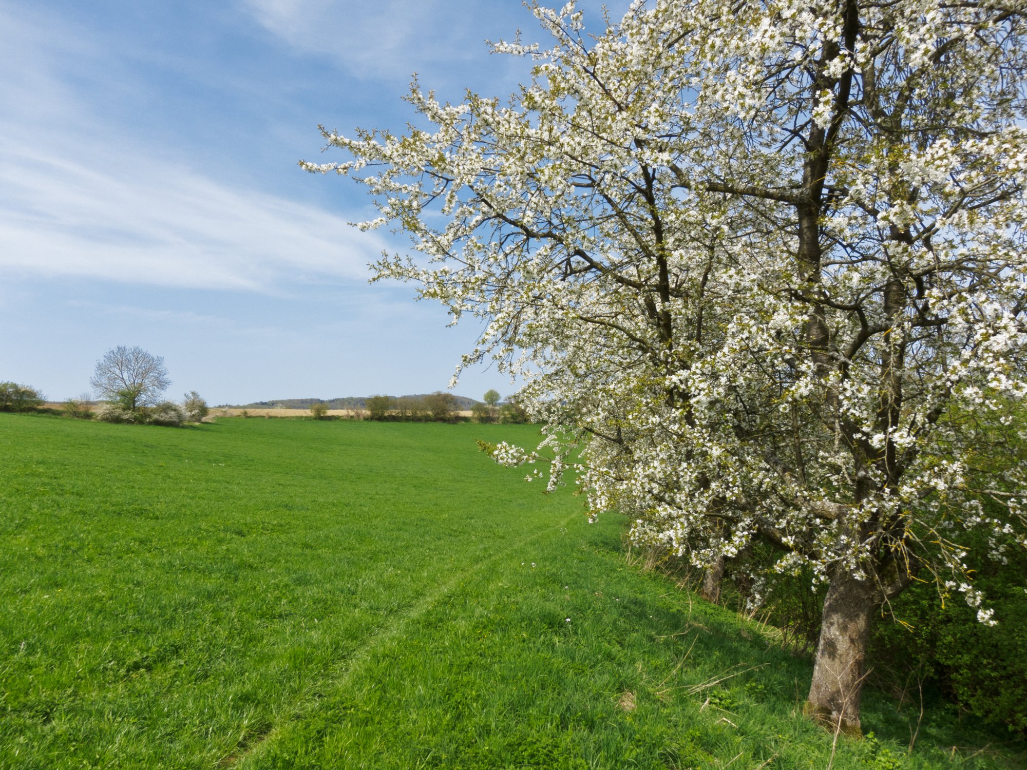 Von der Geyersburg nach Obermünkheim Von der Geyersburg nach Obermünkheim. - Wanderung von Obermünkheim über den Lindenhof zur Archebrücke. Von dort zur Ruine Eichenhaldenkelter und über die Schleifbachklinge nach Sülz. Von Sülz zur Ruine Geyersburg und über den Lindenhof wieder zurück nach Obermünkheim.