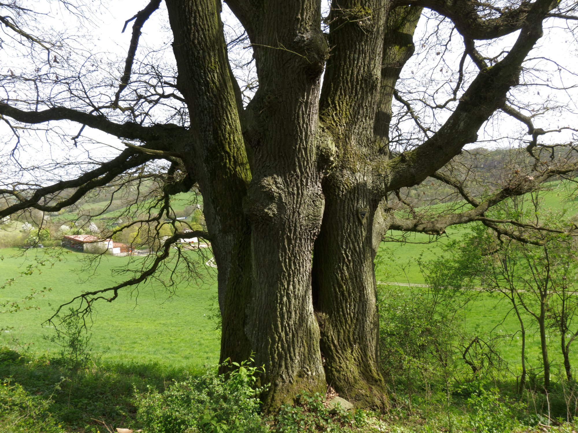 Von der Geyersburg nach Obermünkheim Von der Geyersburg nach Obermünkheim. - Wanderung von Obermünkheim über den Lindenhof zur Archebrücke. Von dort zur Ruine Eichenhaldenkelter und über die Schleifbachklinge nach Sülz. Von Sülz zur Ruine Geyersburg und über den Lindenhof wieder zurück nach Obermünkheim.