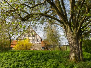 Beim Lindenhof Beim Lindenhof. - Wanderung von Obermünkheim über den Lindenhof zur Archebrücke. Von dort zur Ruine Eichenhaldenkelter und über die Schleifbachklinge nach Sülz....