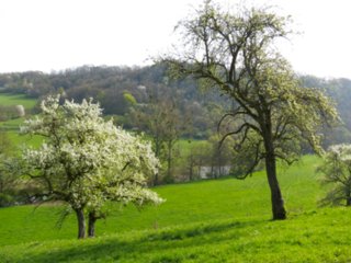 Beim Lindenhof Beim Lindenhof. - Wanderung von Obermünkheim über den Lindenhof zur Archebrücke. Von dort zur Ruine Eichenhaldenkelter und über die Schleifbachklinge nach Sülz....