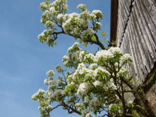 20110411_geyersburg_065