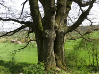 20110411_geyersburg_075