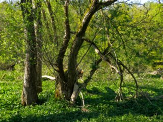 20110422_kochersteg_014