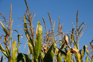 20101011_stetten_tierberg_075-1