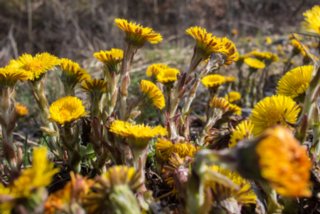 20130414_wiesenbachrunde_004