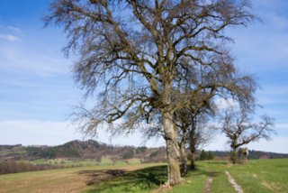 20130414_wiesenbachrunde_012