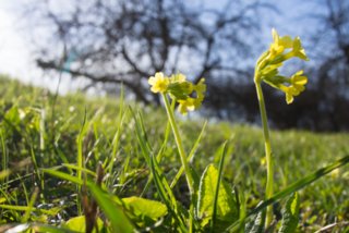 20130414_wiesenbachrunde_028