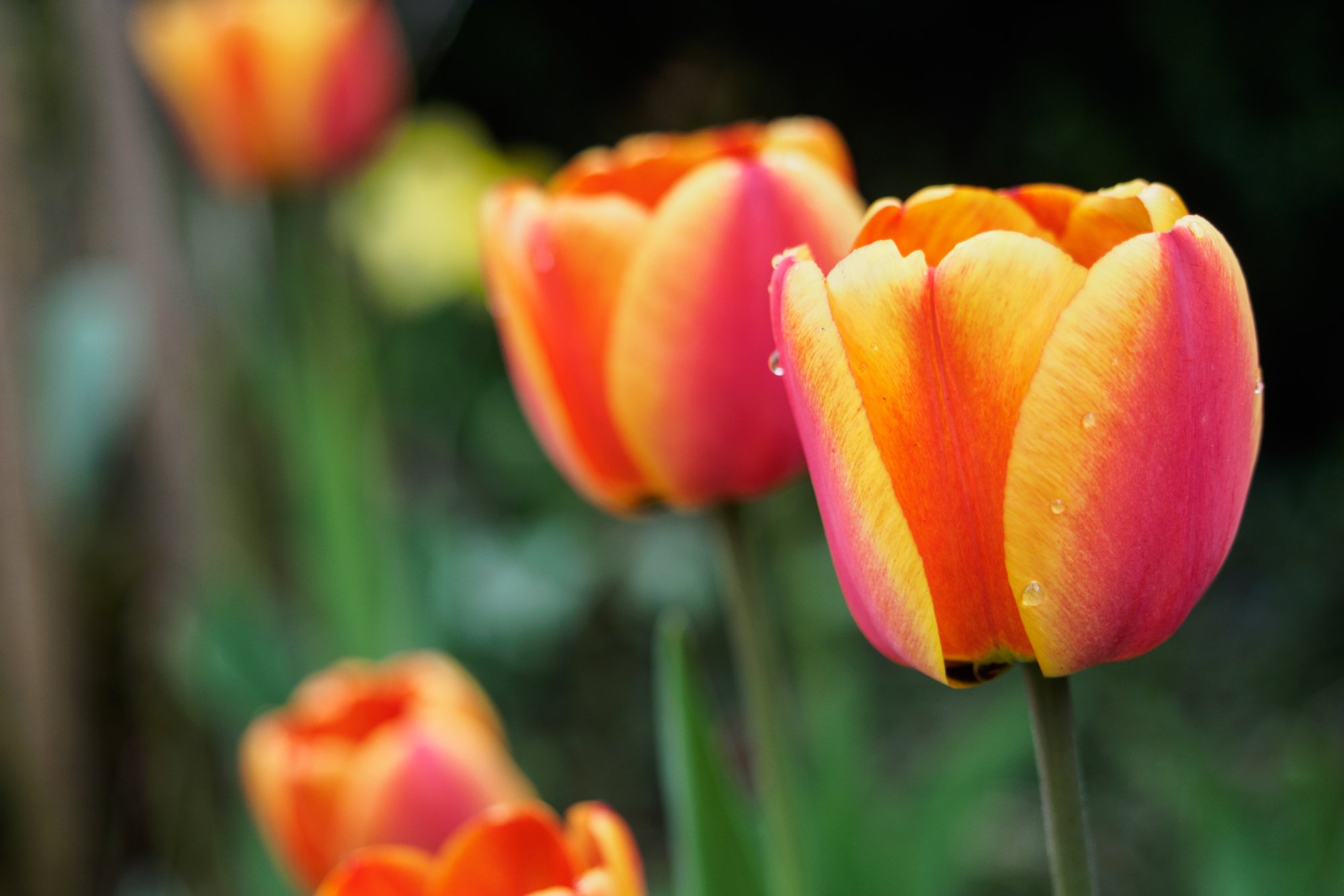 20150427_wiesenbachrunde_006 