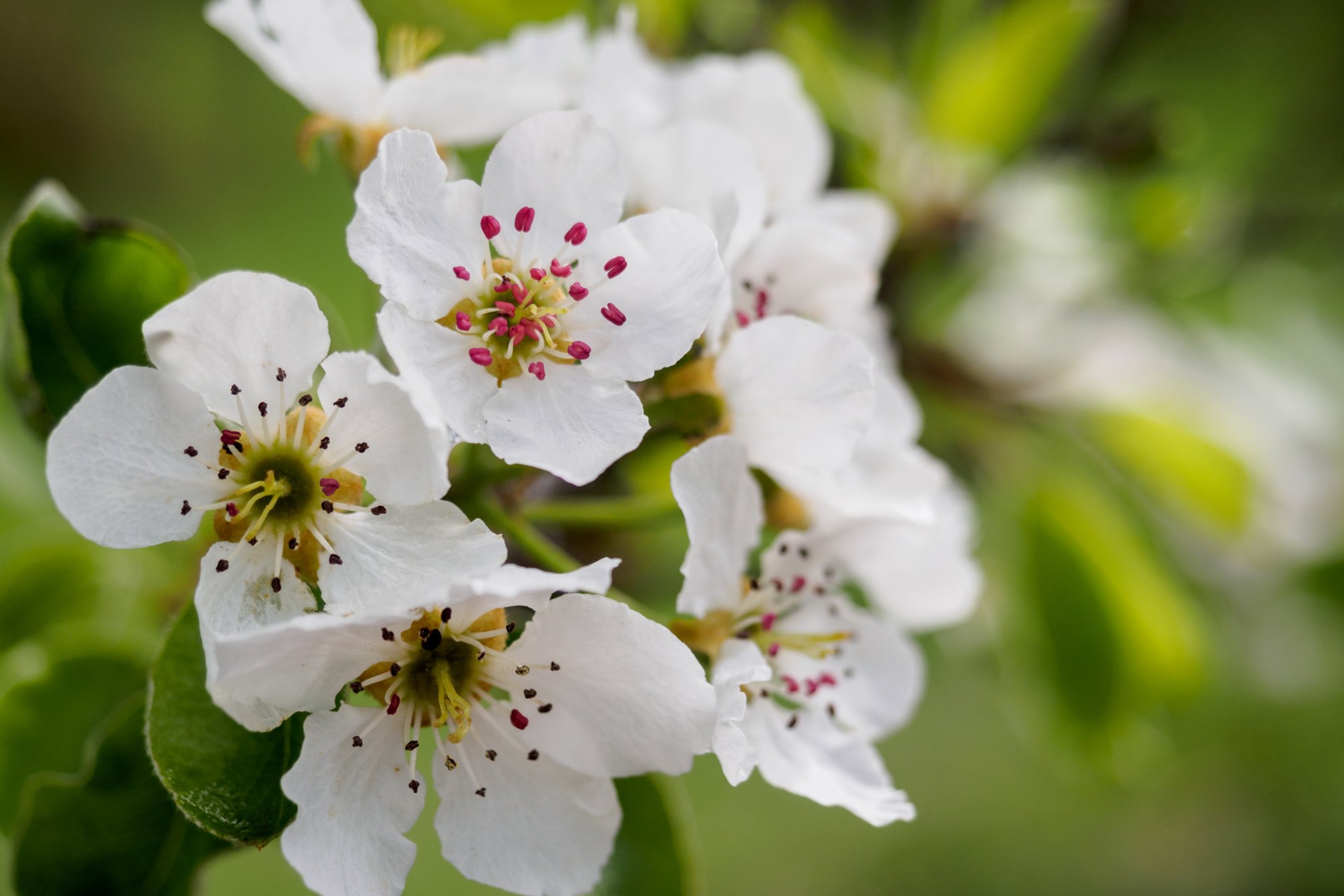 20150427_wiesenbachrunde_011 