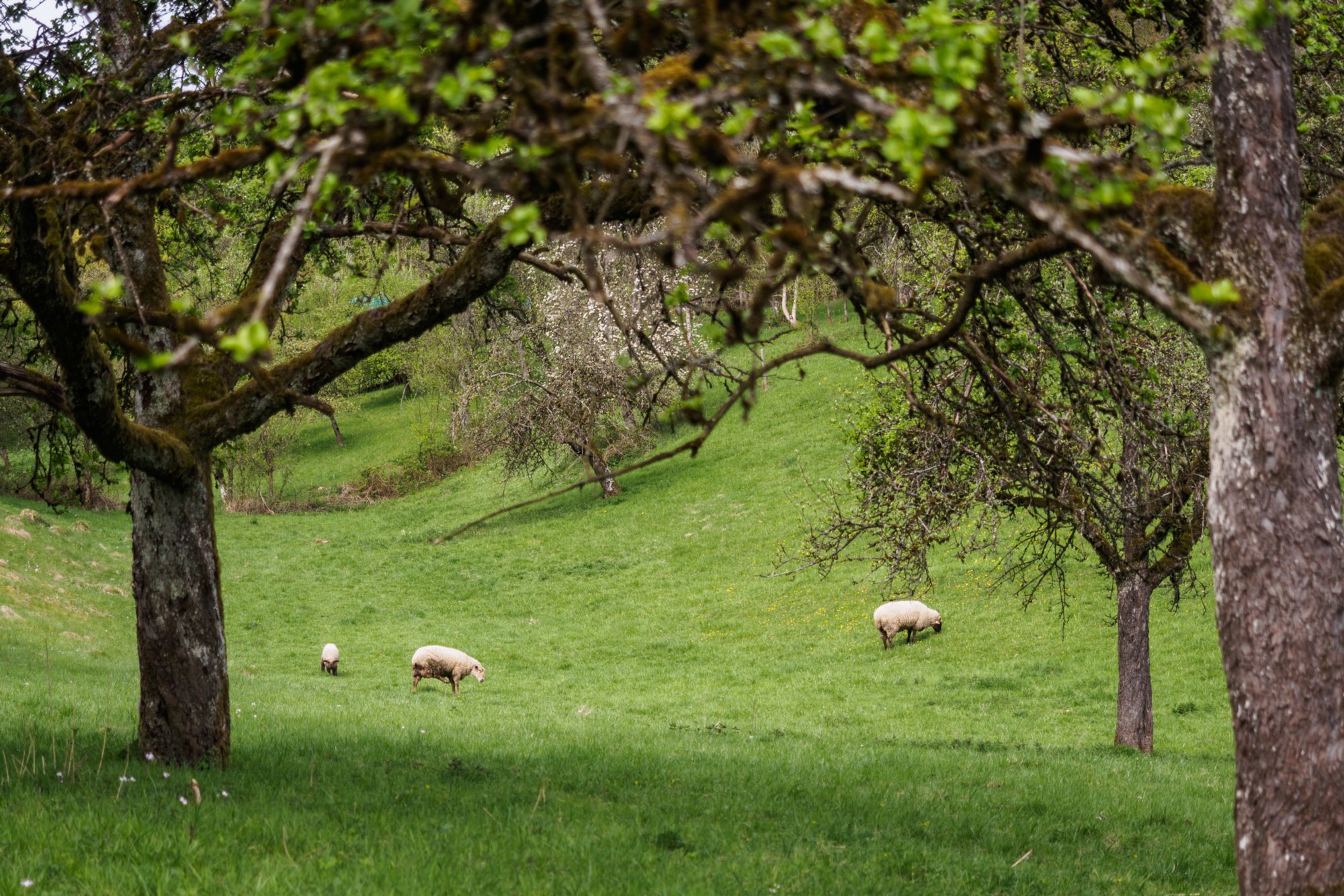 20150427_wiesenbachrunde_014 