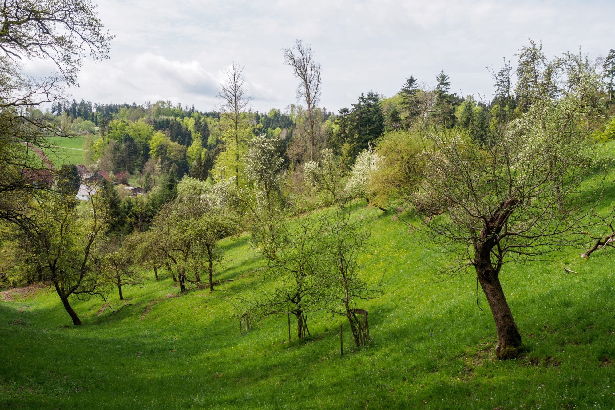 20150427_wiesenbachrunde_049 