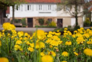 20150427_wiesenbachrunde_002