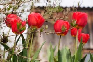 20150427_wiesenbachrunde_003