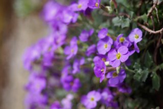 20150427_wiesenbachrunde_004