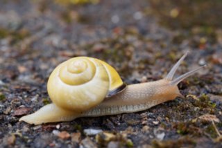 20150427_wiesenbachrunde_008