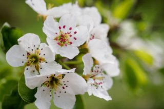 20150427_wiesenbachrunde_011
