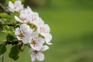 20150427_wiesenbachrunde_013