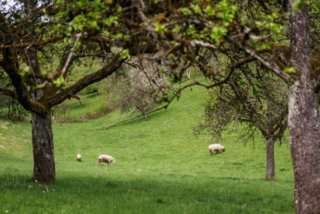 20150427_wiesenbachrunde_014