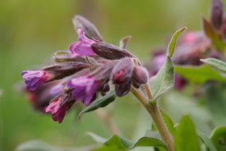 20150427_wiesenbachrunde_041