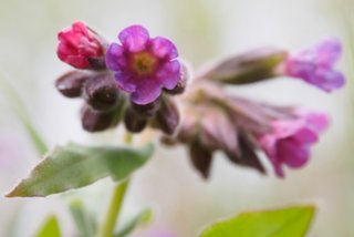 20150427_wiesenbachrunde_042