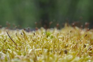 20150427_wiesenbachrunde_046