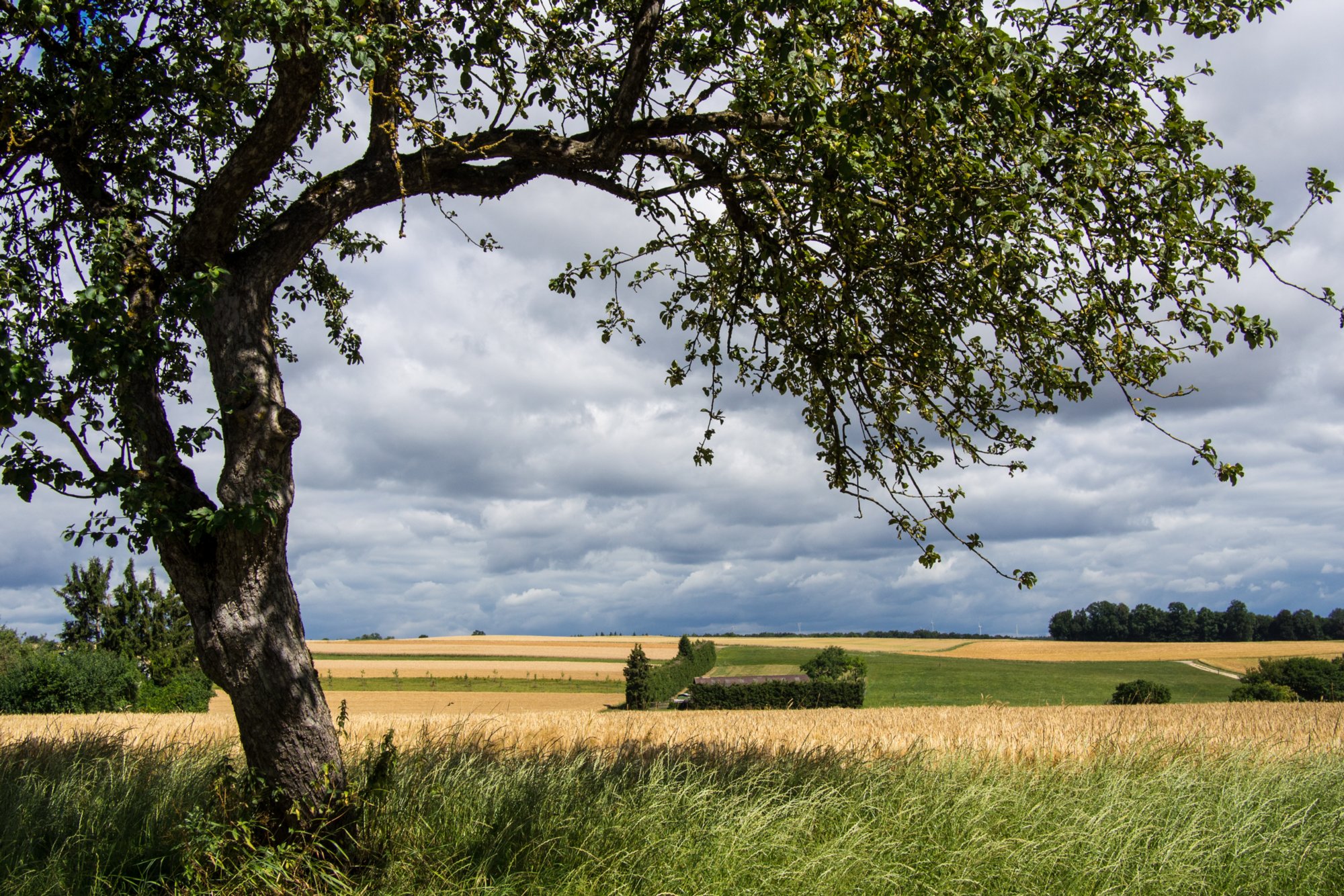 Weg von Herrlingen nach Wippingen Zugfahrt von Blaustein nach Herrlingen. Wanderung vom Bahnhof Herrlingen über das Rommel-Denkmal und Wippingen zum Rusenschloss oberhalb von Blaubeuren. Von dort Abstieg zum Bahnhof Blaubeuren und Rückfahrt mit dem Zug nach Blaustein.